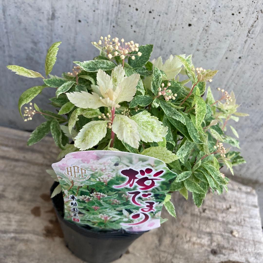 桜でまり　ピンクアイス　斑入りこでまり　３寸　専用です。