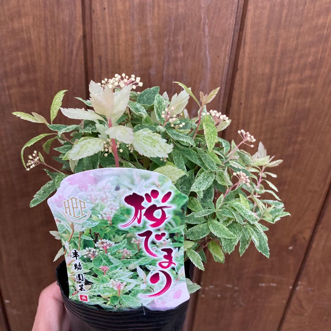 桜でまり　ピンクアイス　斑入りこでまり　３寸　専用です。