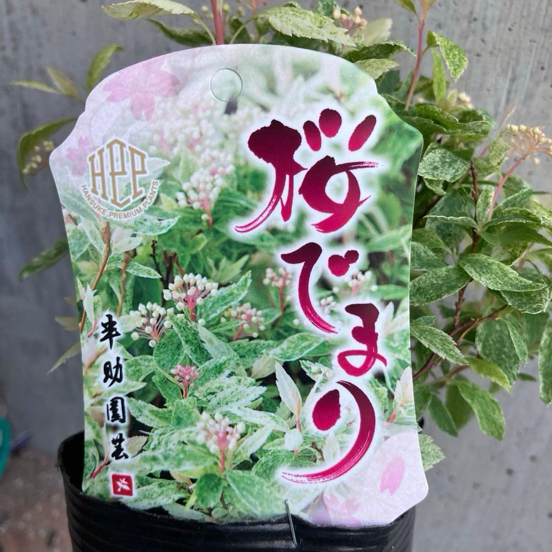 桜でまり　ピンクアイス　斑入りこでまり　３寸　専用です。