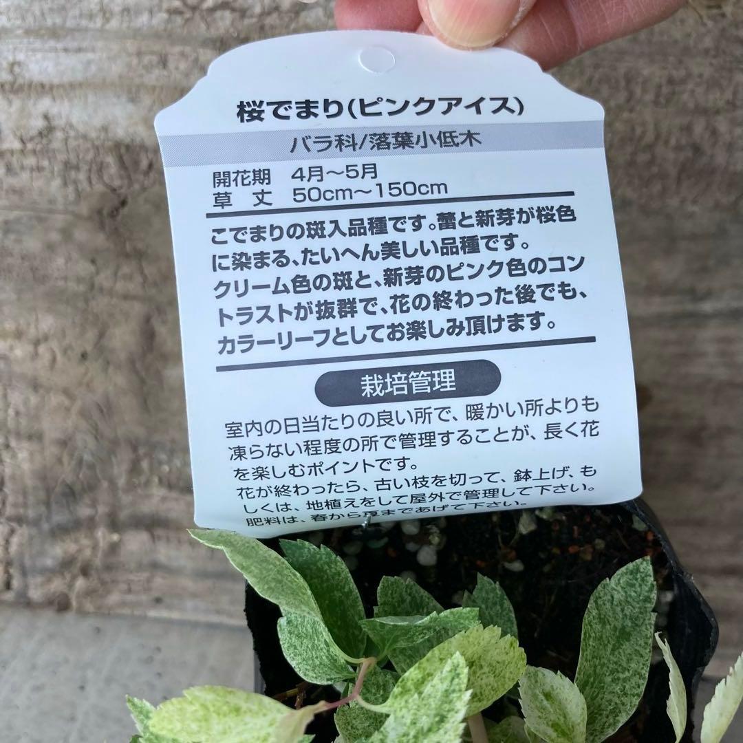 桜でまり　ピンクアイス　斑入りこでまり　３寸　専用です。