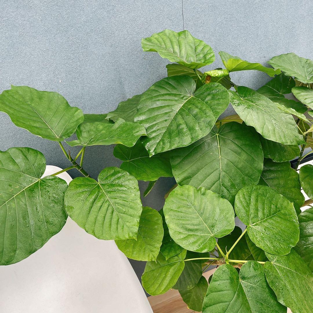 ［現品］12番　フィカス　ウンベラータ　観葉植物　室内　大型　ゴムの木　個性的