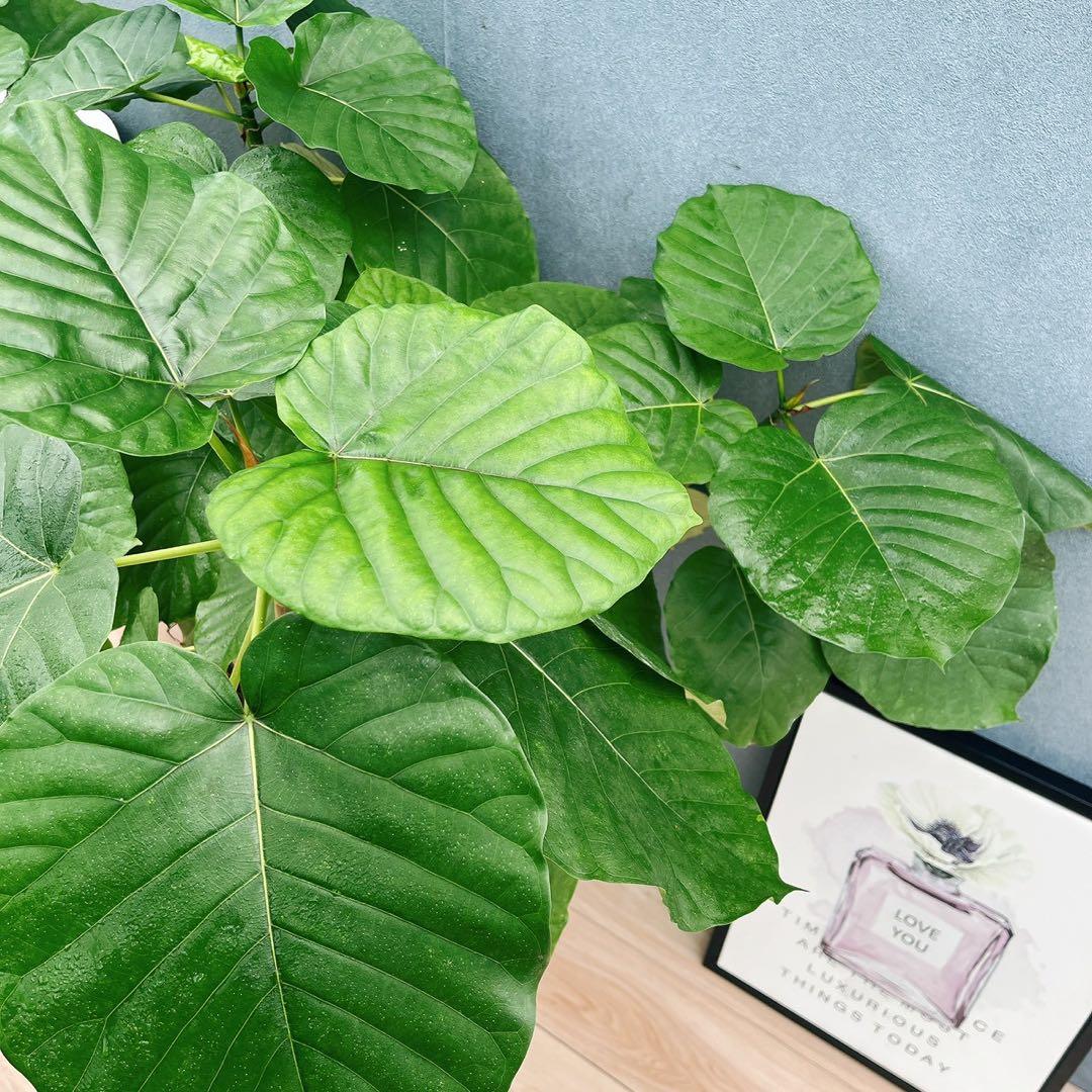 ［現品］12番　フィカス　ウンベラータ　観葉植物　室内　大型　ゴムの木　個性的