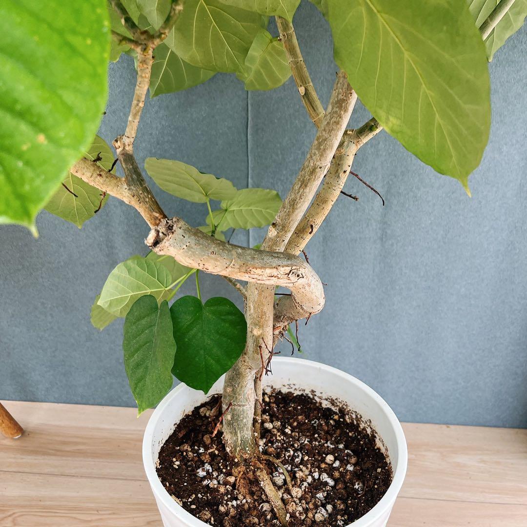 ［現品］12番　フィカス　ウンベラータ　観葉植物　室内　大型　ゴムの木　個性的