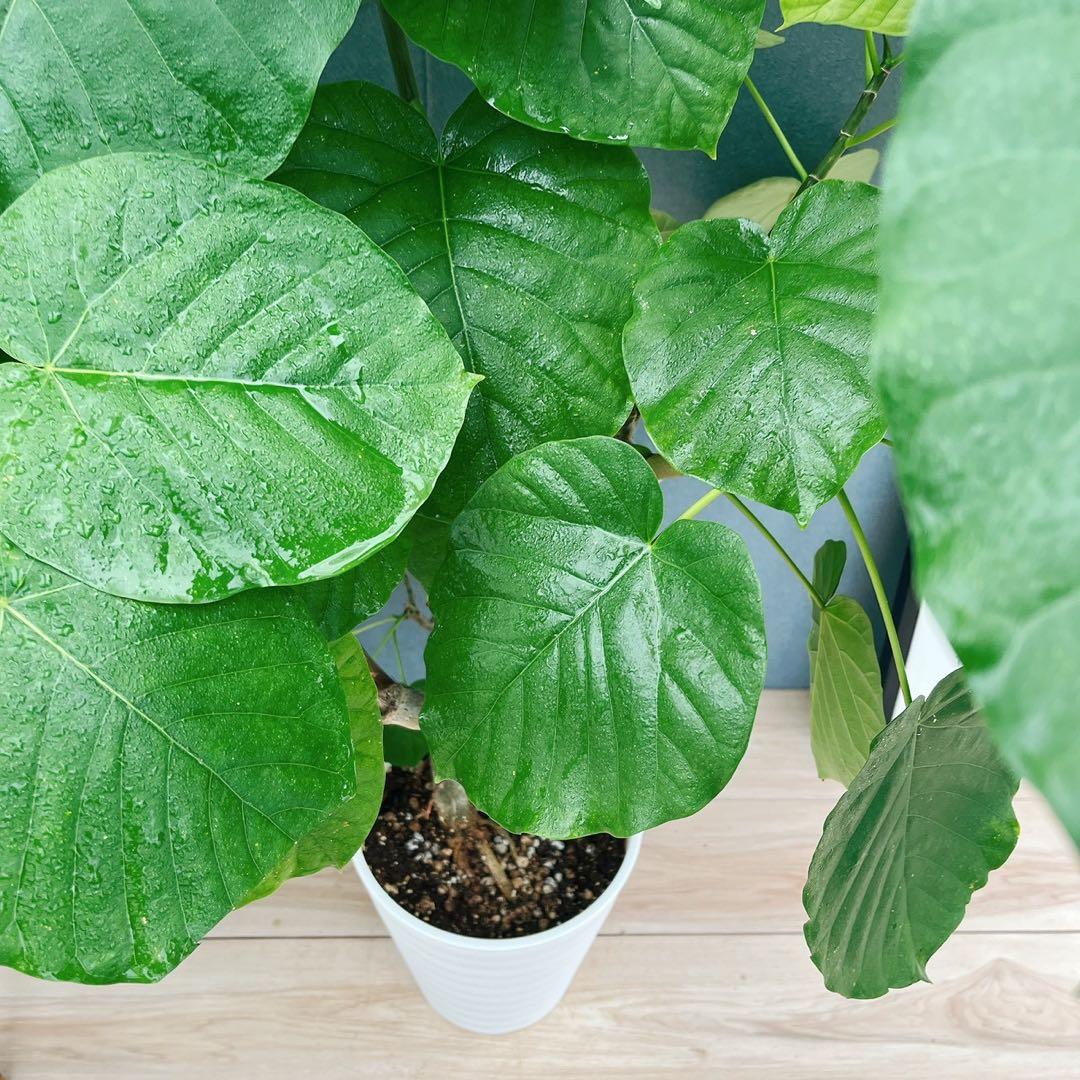 ［現品］12番　フィカス　ウンベラータ　観葉植物　室内　大型　ゴムの木　個性的