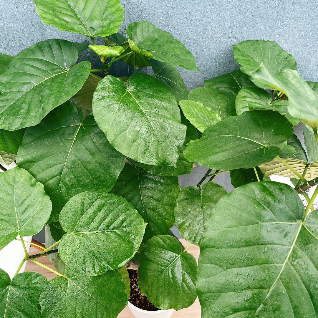 ［現品］12番　フィカス　ウンベラータ　観葉植物　室内　大型　ゴムの木　個性的