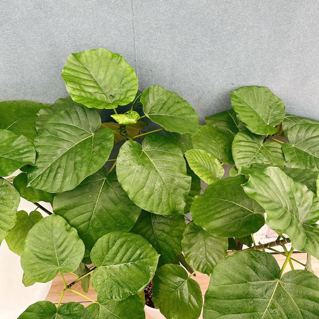 ［現品］12番　フィカス　ウンベラータ　観葉植物　室内　大型　ゴムの木　個性的