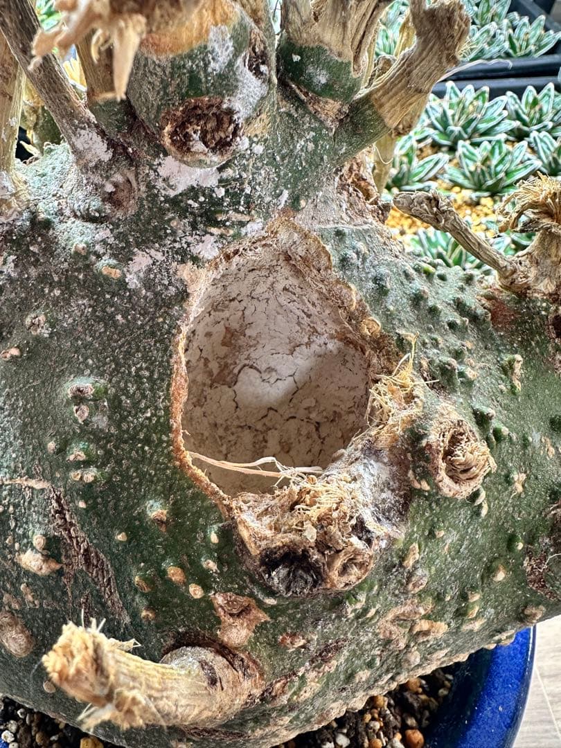 アデニア グロボーサ　超特大　枝数多め　※発根済み