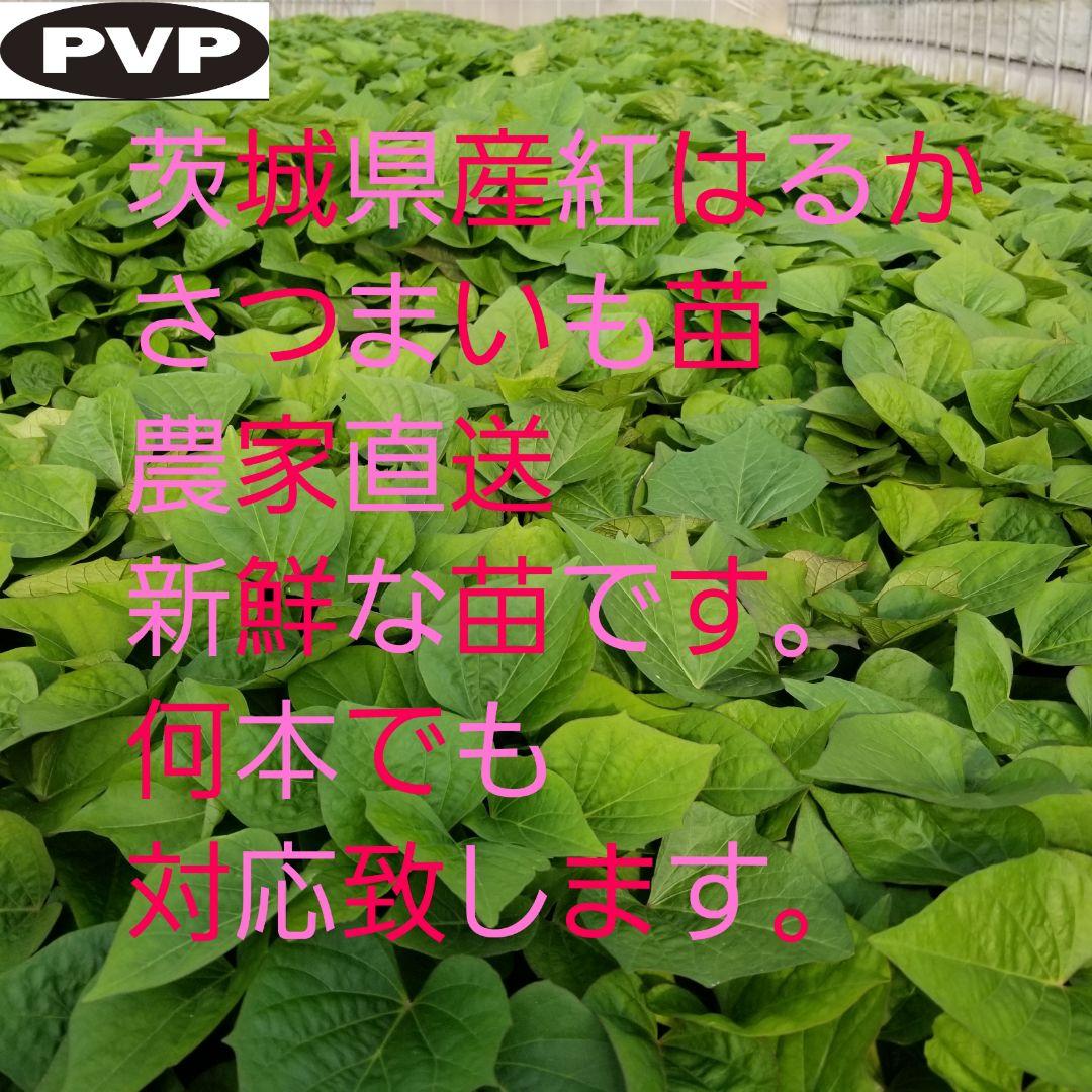 きたのもり様2000本5月23日発送分茨城県産紅はるかさつまいも苗ウイルスフリー