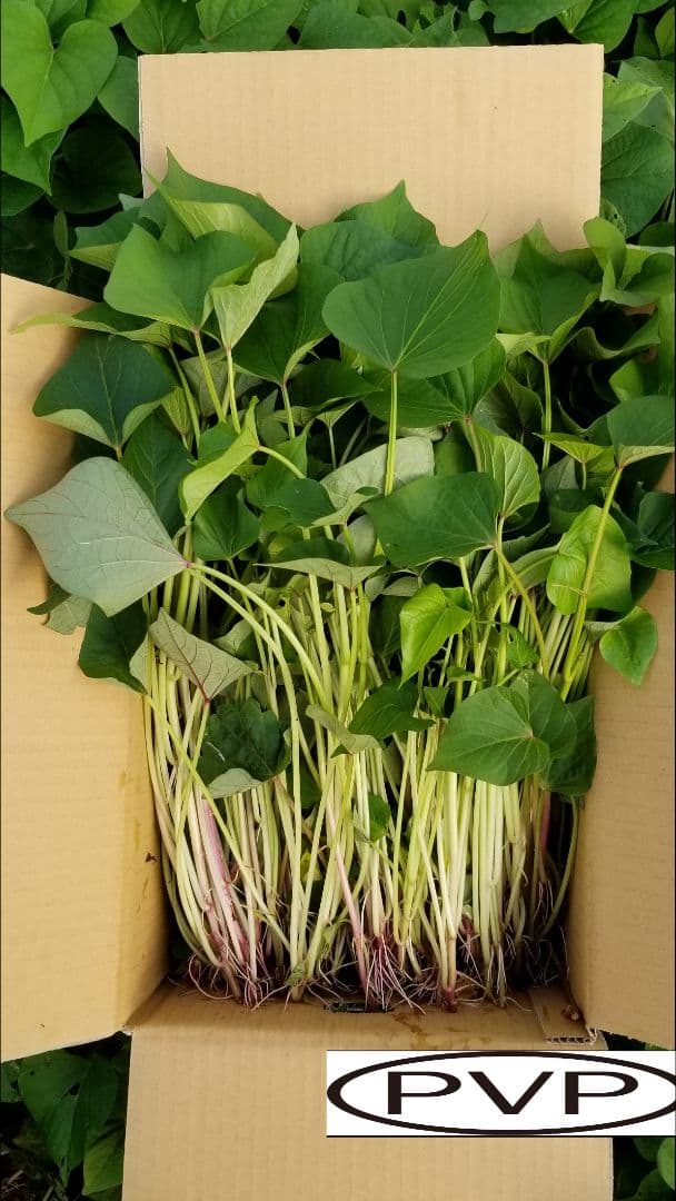 きたのもり様2000本5月23日発送分茨城県産紅はるかさつまいも苗ウイルスフリー