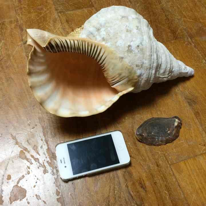ホラ貝 33cm 即決の方のみ値下げ可