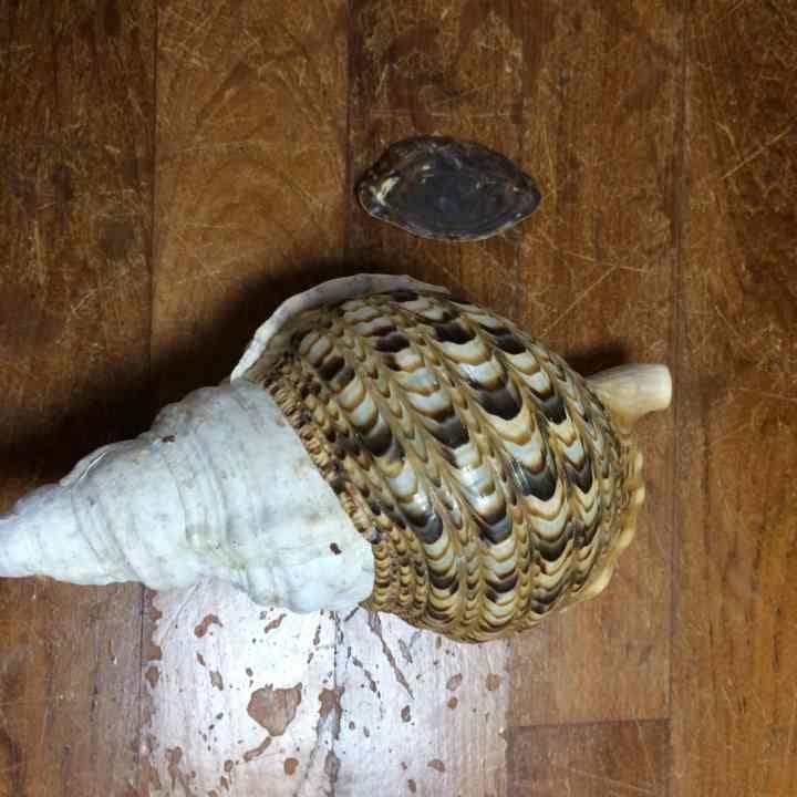 ホラ貝 33cm 即決の方のみ値下げ可