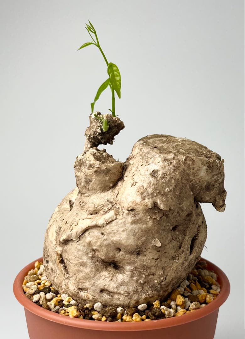 【激レア/大株/塊根植物】アデニア ペナンギアナ 鉢植え