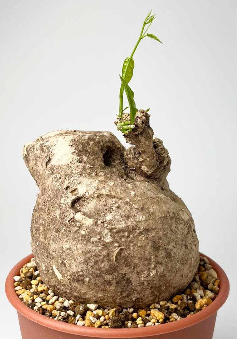 【激レア/大株/塊根植物】アデニア ペナンギアナ 鉢植え