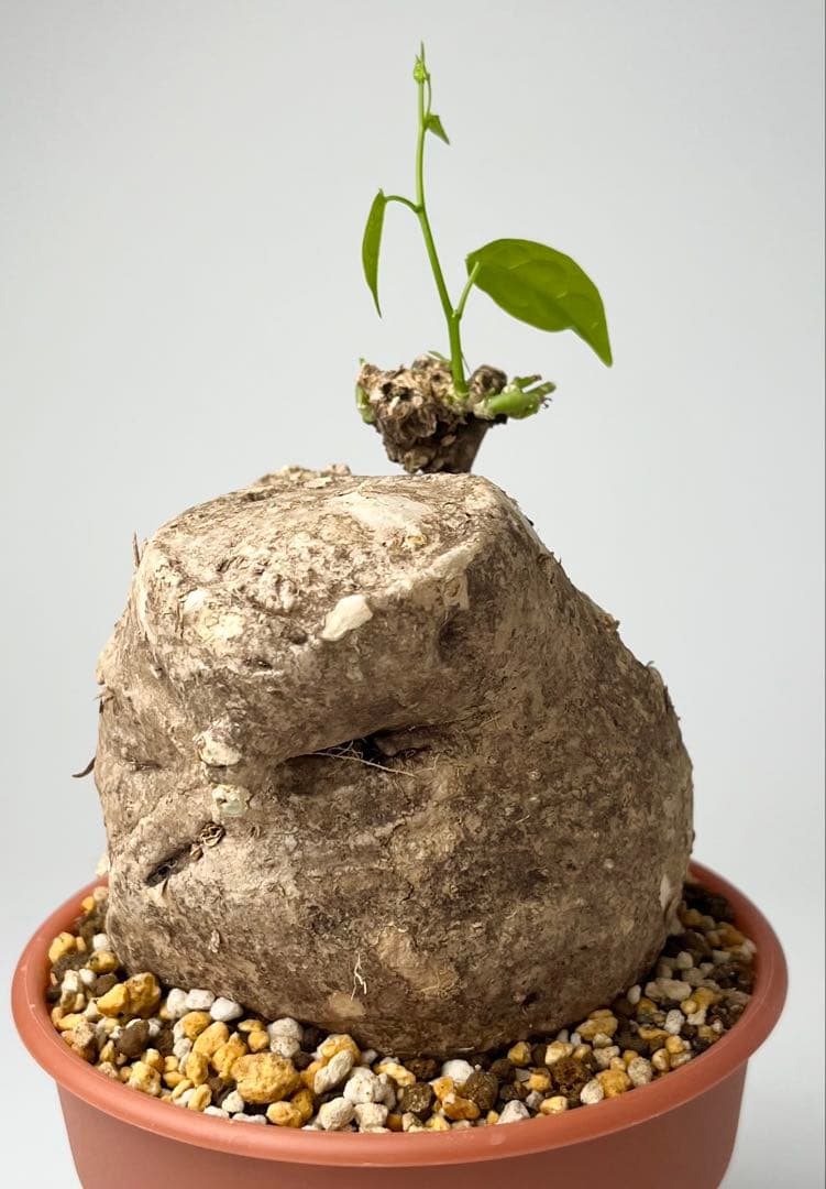 【激レア/大株/塊根植物】アデニア ペナンギアナ 鉢植え