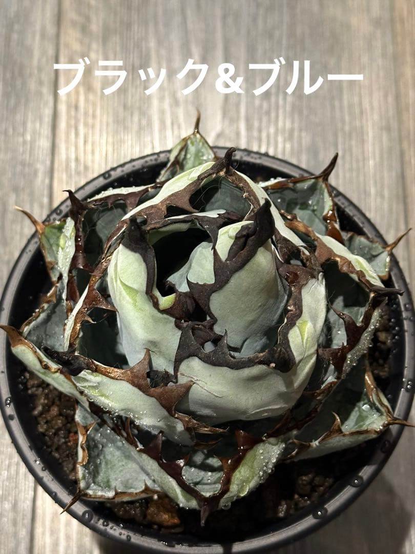 BLACK&BLUE ブラックアンドブルー　ブラック&ブルー　美株　ボールタイプ