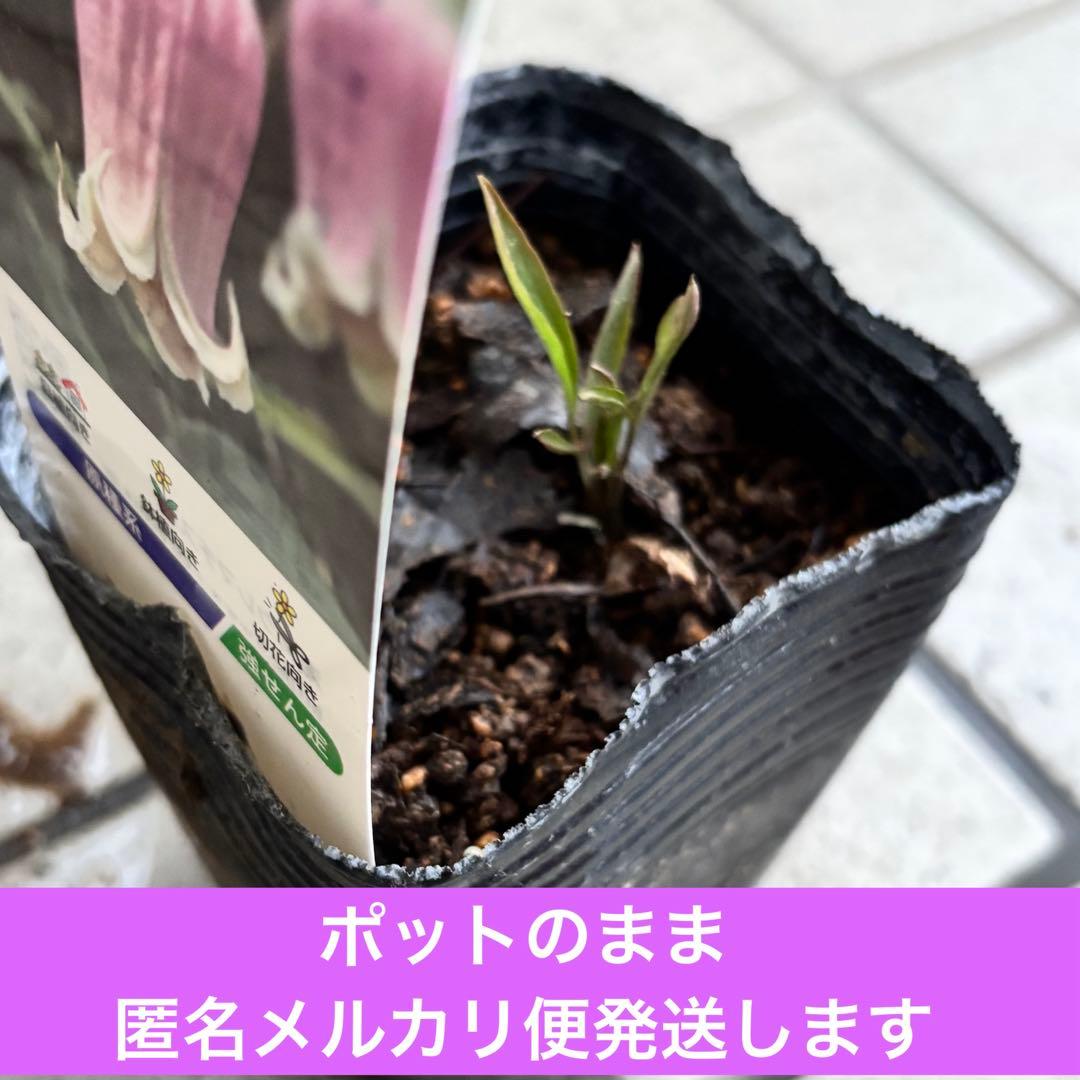 生花　クレマチス苗　バーシーカラー　クレマチス　妙福　宿根草　花苗　多年草　壺型