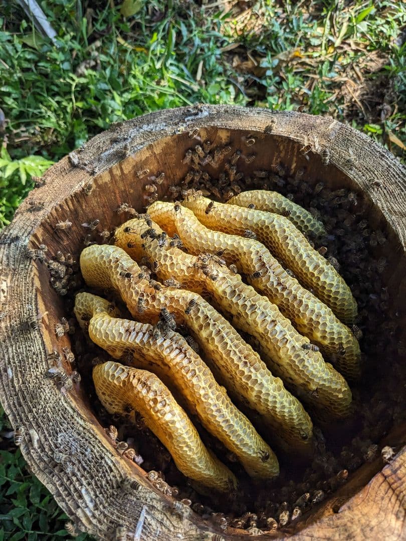 日本ミツバチ 蜂蜜 令和7年度 採れたて　たれ蜜　2年もの600g×2 非加熱