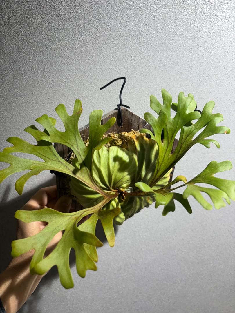 ビカクシダ リドレイ
