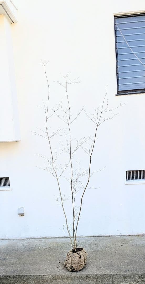 至極。山採りドウダンツツジ。
