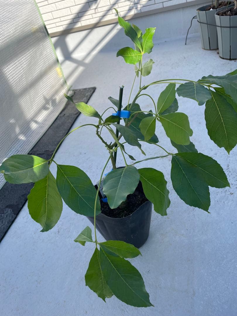 ホワイトサポテ　ルーク　花芽付き