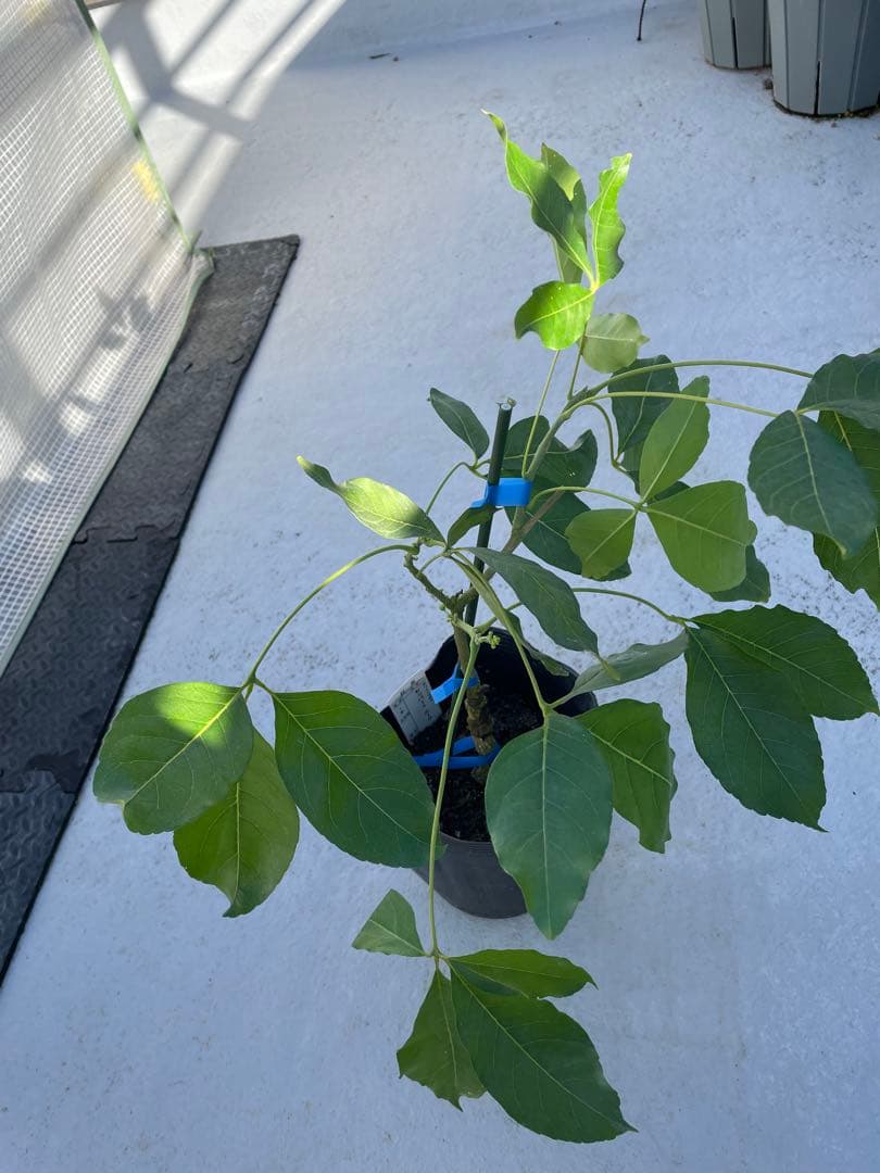 ホワイトサポテ　ルーク　花芽付き