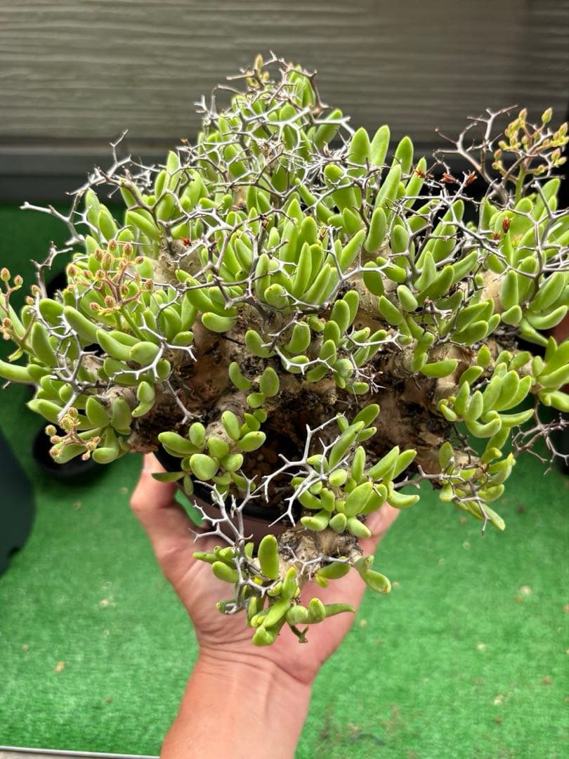 大株❗️ 塊根植物　チレコドン　レキュラータス　万物想　現地球
