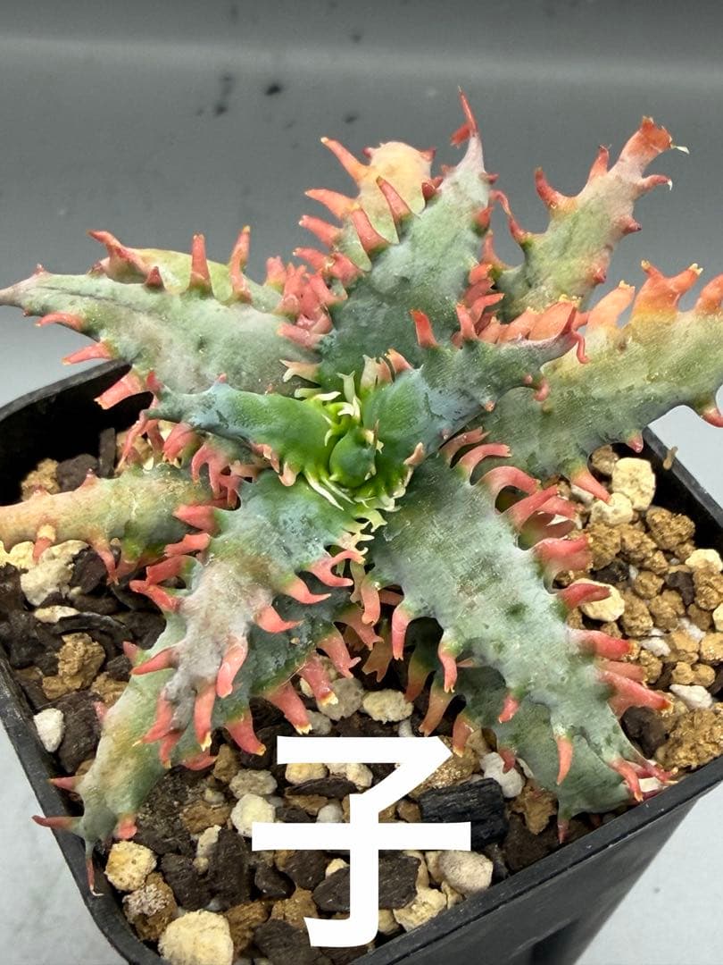 上アロエ　ハイブリッド　Aloe hybrid 子株　第四種　Fe−12