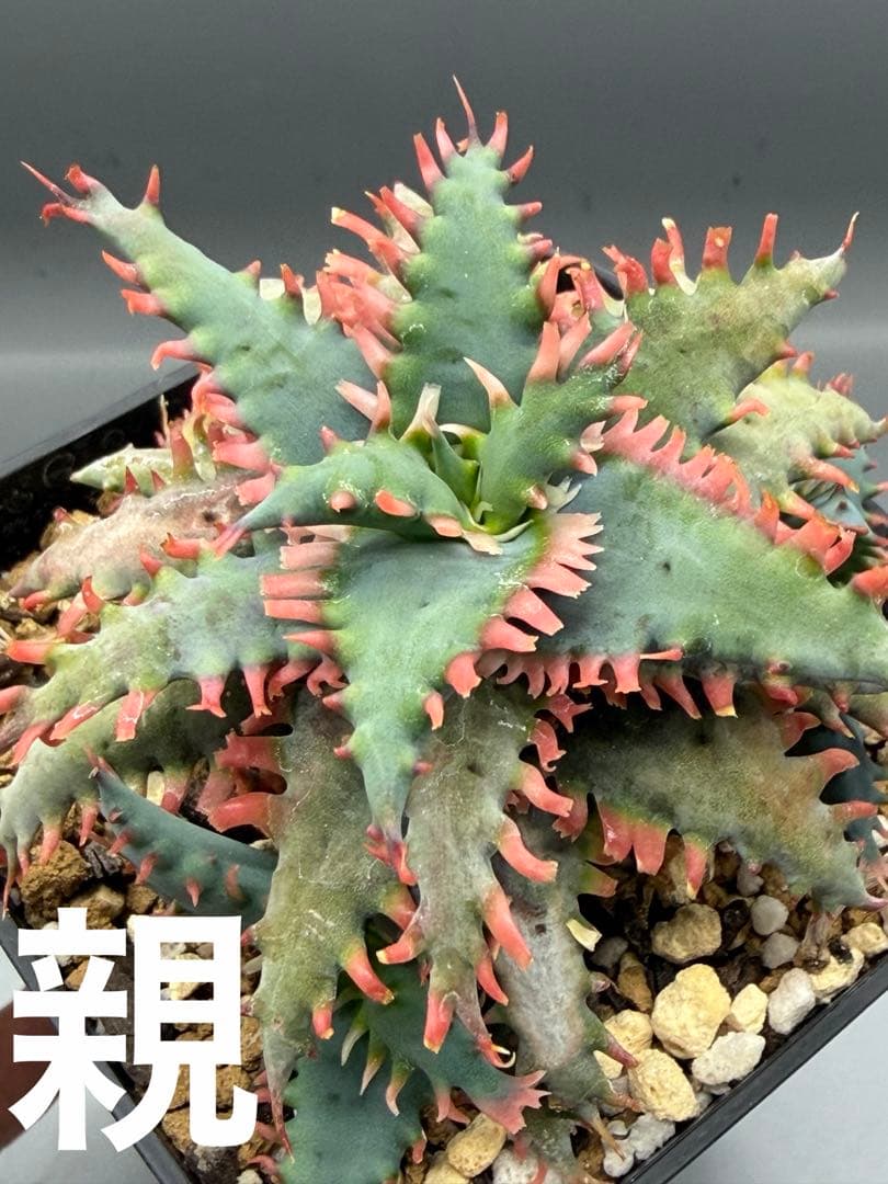 上アロエ　ハイブリッド　Aloe hybrid 子株　第四種　Fe−12