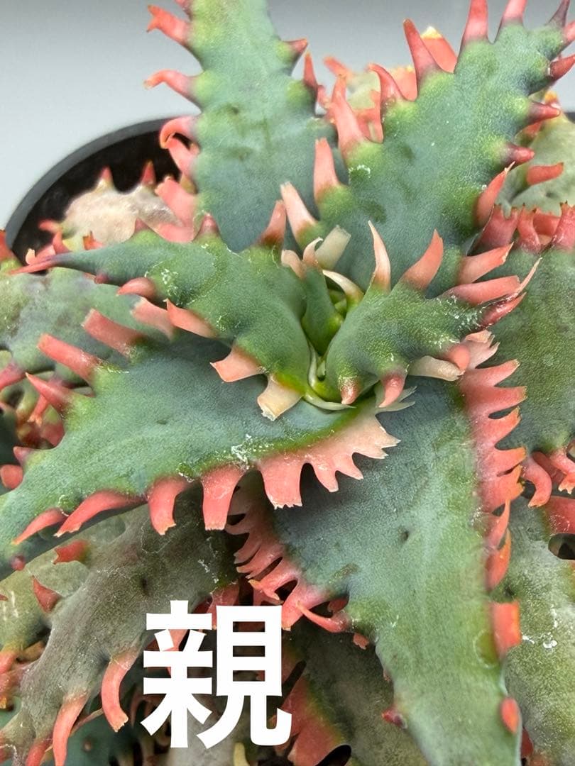 上アロエ　ハイブリッド　Aloe hybrid 子株　第四種　Fe−12