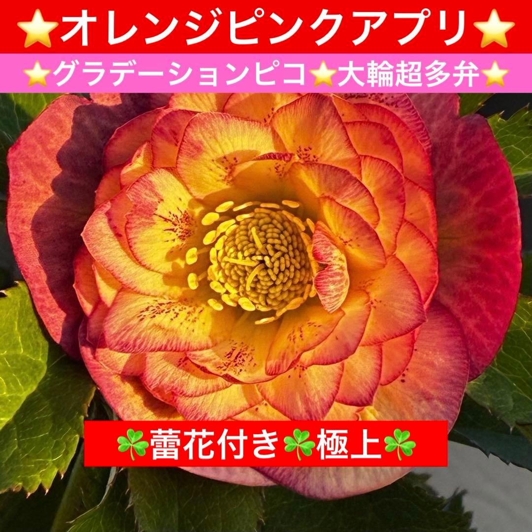 3590☘️蕾花付☘️極上☘️オレンジピンクアプリ⭐️グラデーションピコ⭐️大輪超多弁⭐️