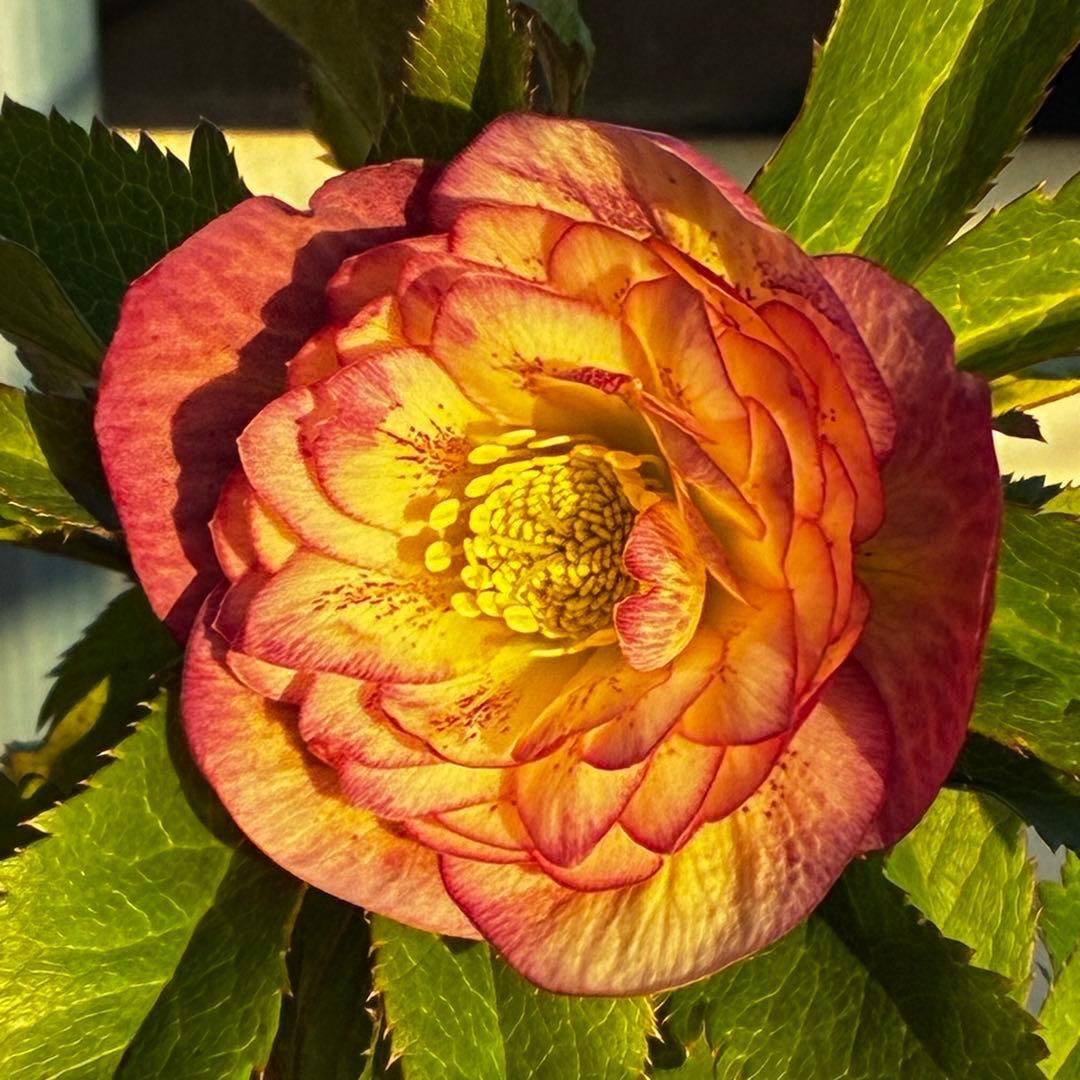 3590☘️蕾花付☘️極上☘️オレンジピンクアプリ⭐️グラデーションピコ⭐️大輪超多弁⭐️