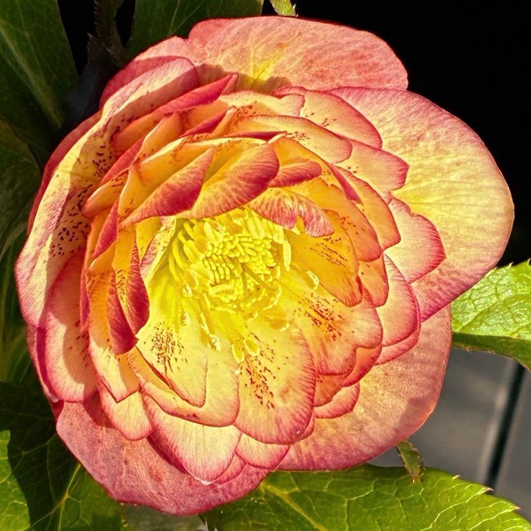 3590☘️蕾花付☘️極上☘️オレンジピンクアプリ⭐️グラデーションピコ⭐️大輪超多弁⭐️