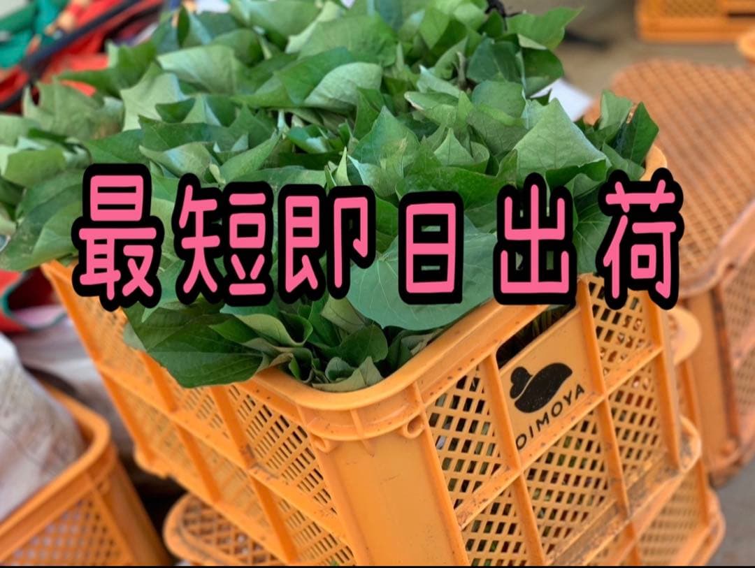 【予約受付中】紅はるか苗☆ウイルスフリー 1000本 4月中旬から発送開始
