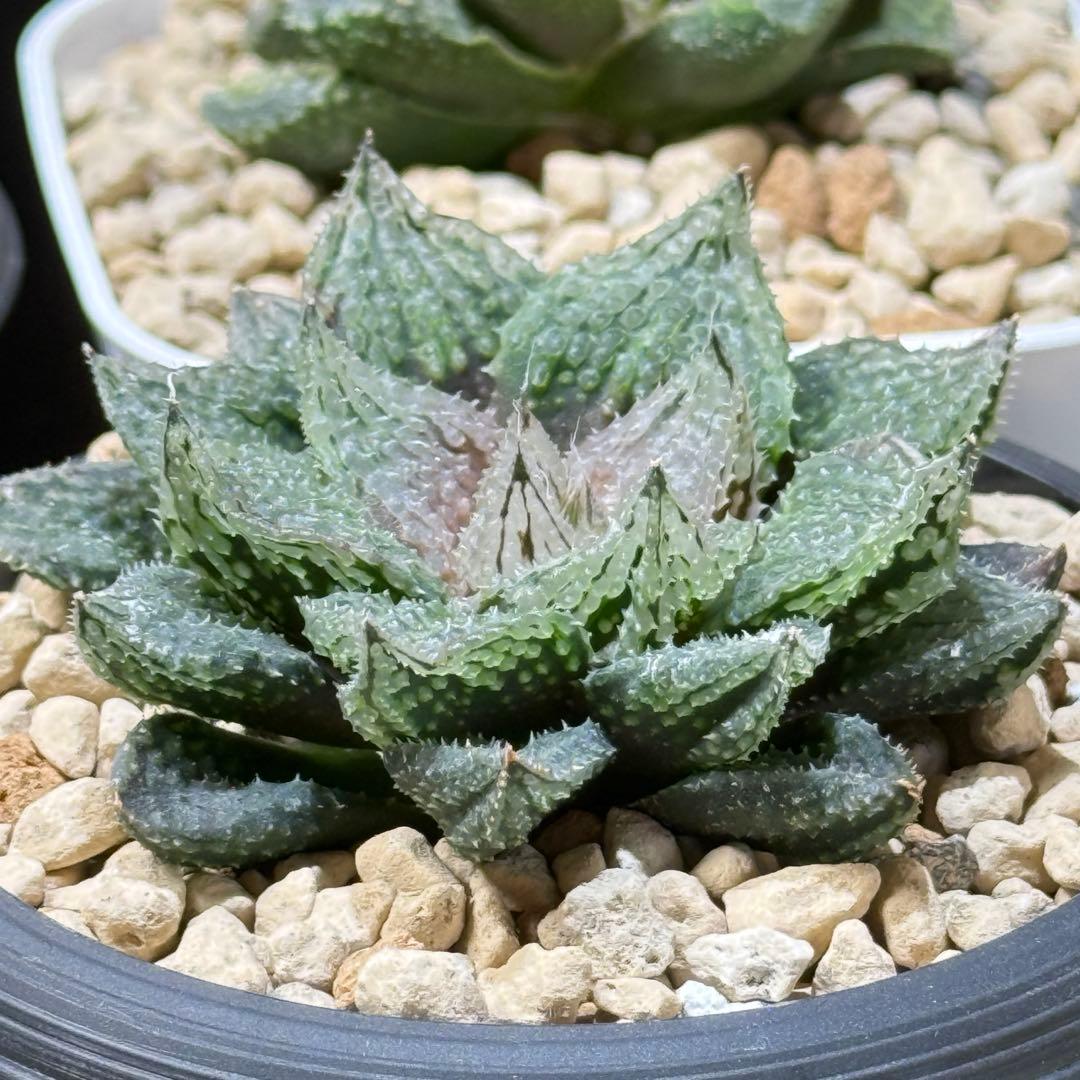 ハオルチア_闇の森
