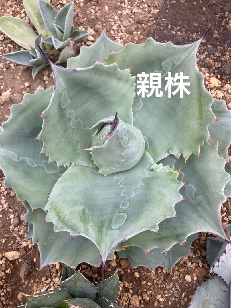 アガベ オバティフォリア　ドワーフ　子株付き