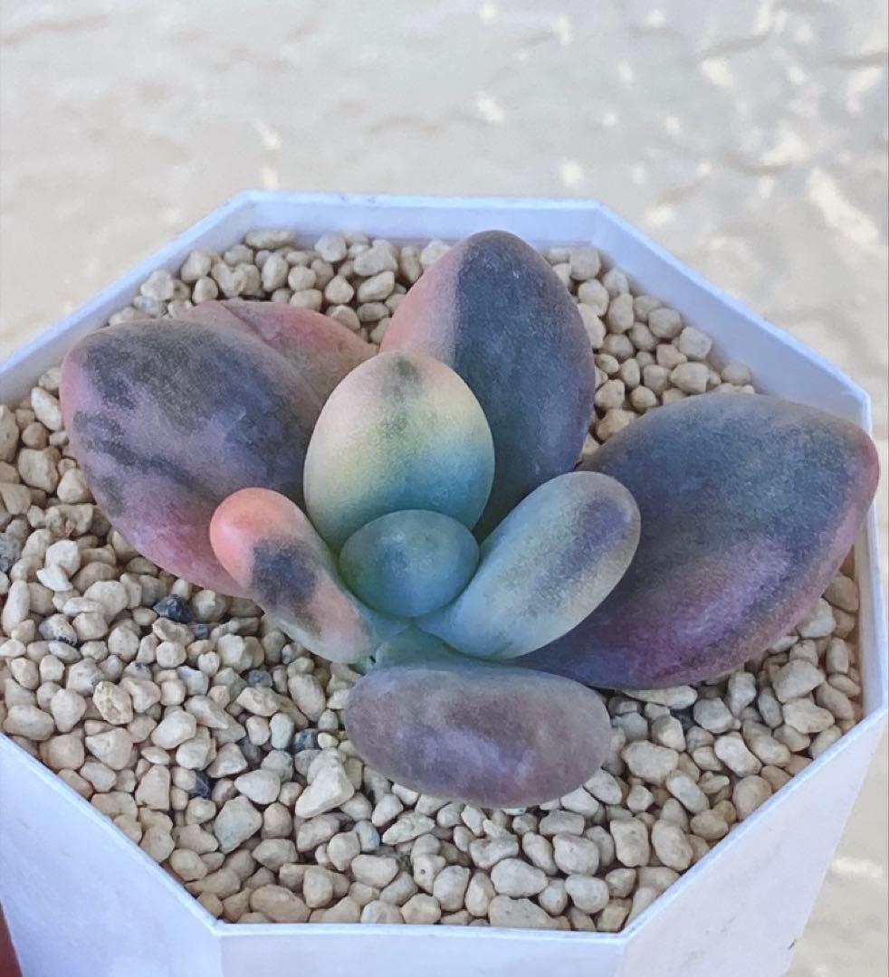 多肉植物　　❁︎星美人錦　カット苗