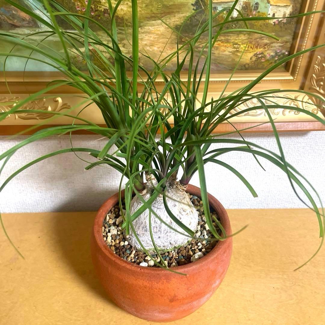 盆栽 トックリラン　塊根 陶器鉢付け(新品)