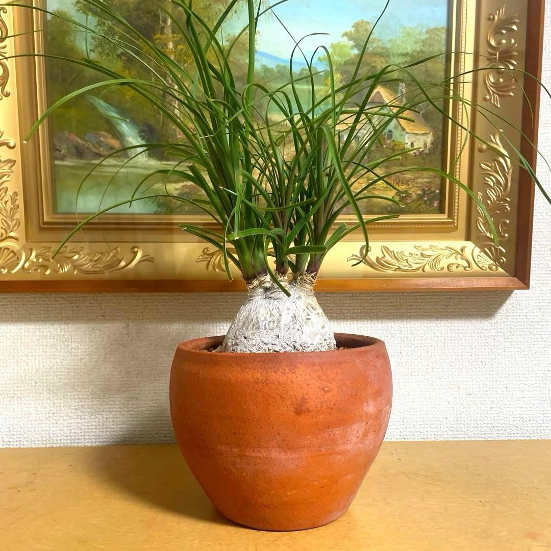 盆栽 トックリラン　塊根 陶器鉢付け(新品)
