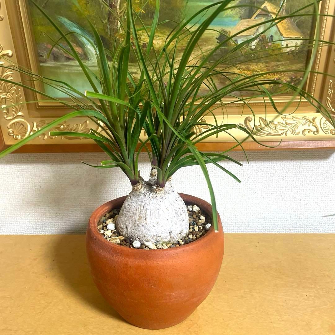 盆栽 トックリラン　塊根 陶器鉢付け(新品)