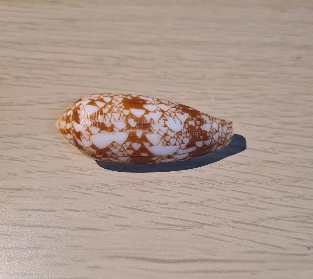 イモガイ貝殻 Darioconus Auricomus