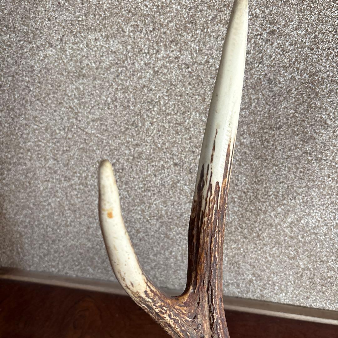 鹿の角　台座付き