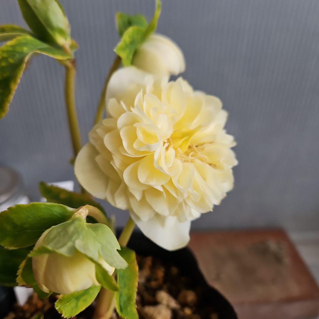 チョラコ☆様お取り置き苗㉖-440クリスマスローズ