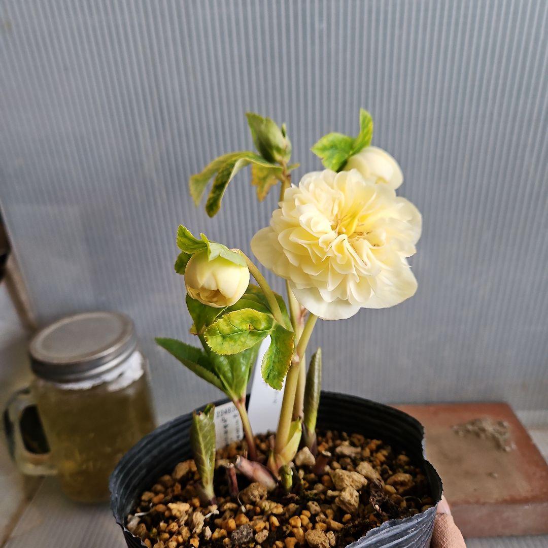 チョラコ☆様お取り置き苗㉖-440クリスマスローズ