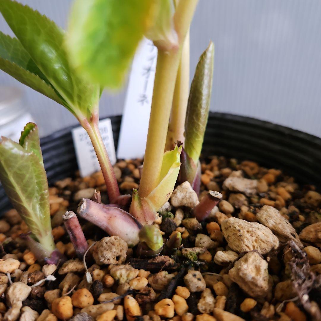 チョラコ☆様お取り置き苗㉖-440クリスマスローズ