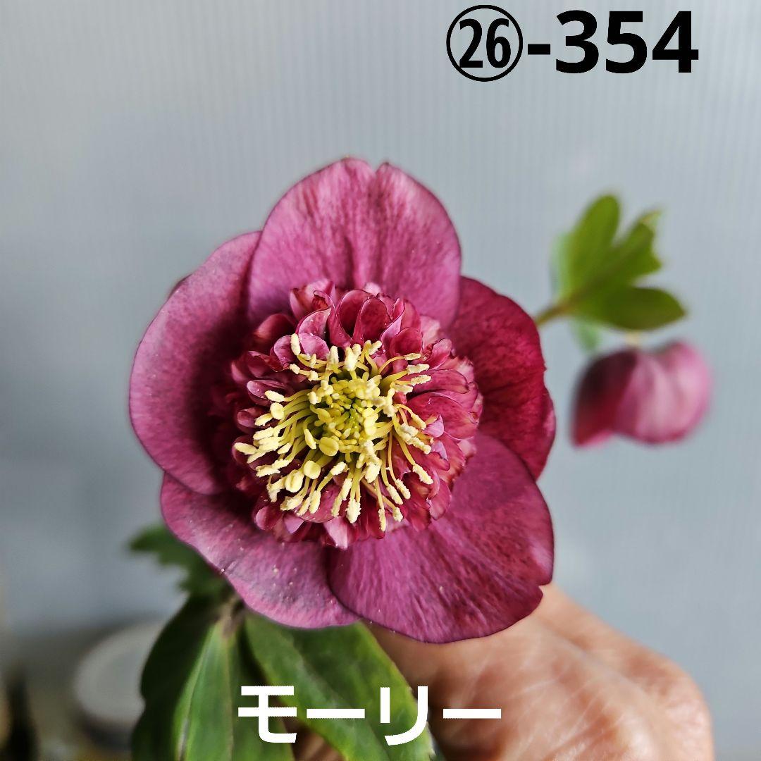㉖-354クリスマスローズ