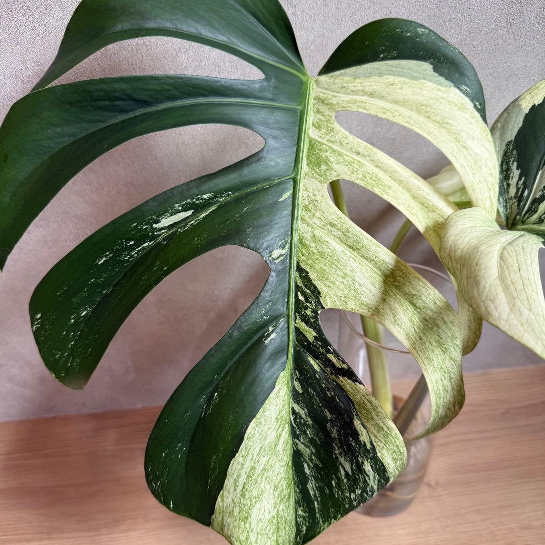【希少】Monstera deliciosa mint variegata 01