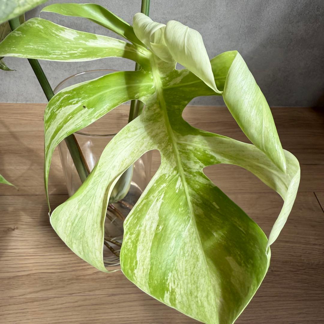 【希少】Monstera deliciosa mint variegata 01