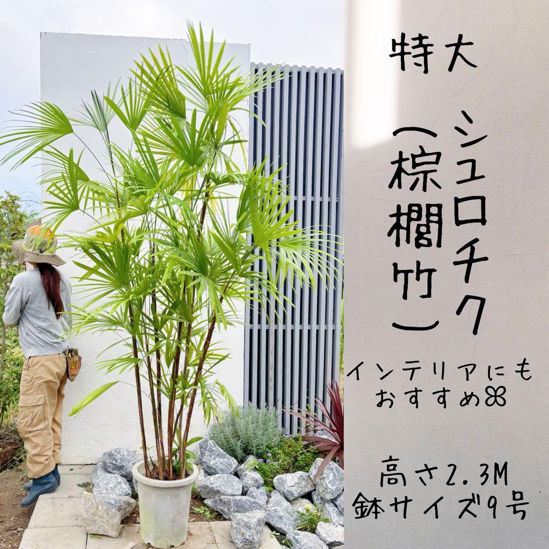 特大。シュロチク(棕櫚竹)2.3M(鉢底から)