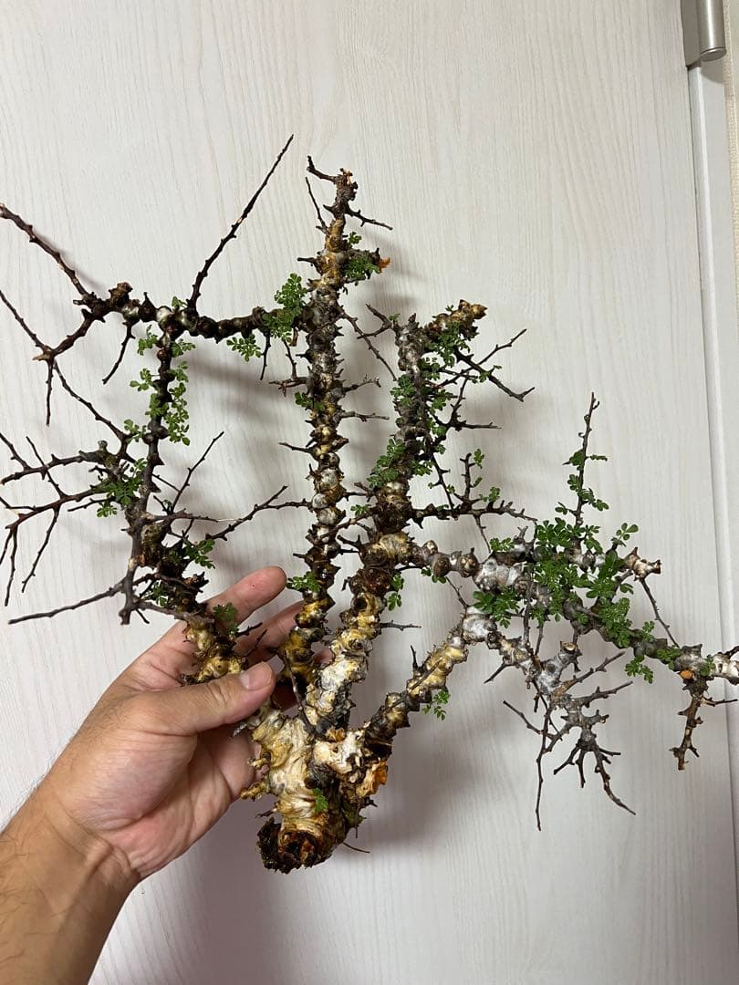 コミフォラ　エイル