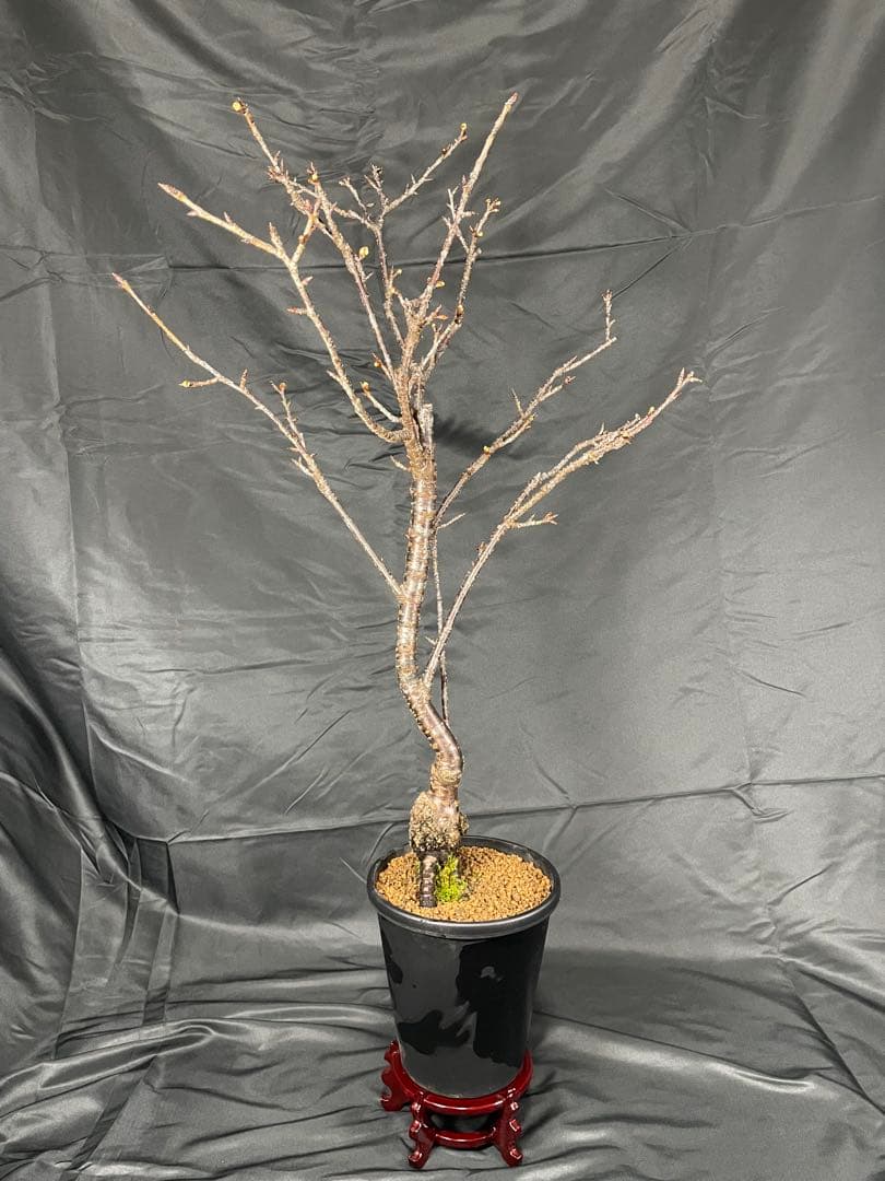 桜　河津桜　カワヅザクラ